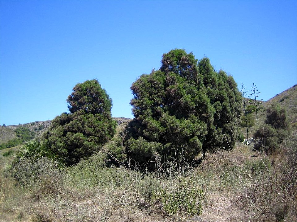 Tetraclinis articulata. Bosquecillo de repoblación de sabina mora o ciprés de Cartagena en el Parque Natural de Calblanque (Cartagena, España).