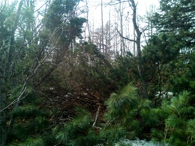 Nature. North-west of Sakhalin.