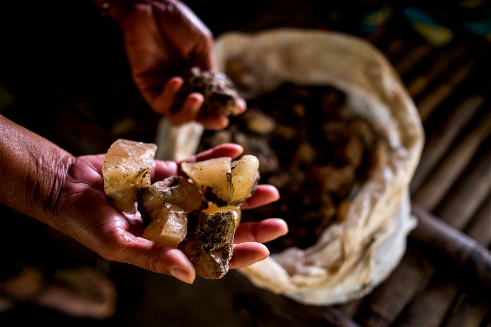 July 2017. Almacega (Agathis philippinensis) resin is one of the main non-timber forest products driving the local economy. Kayasan, Barangay Tagabinet, Palawan, Philippines. Photograph by Jason Houst