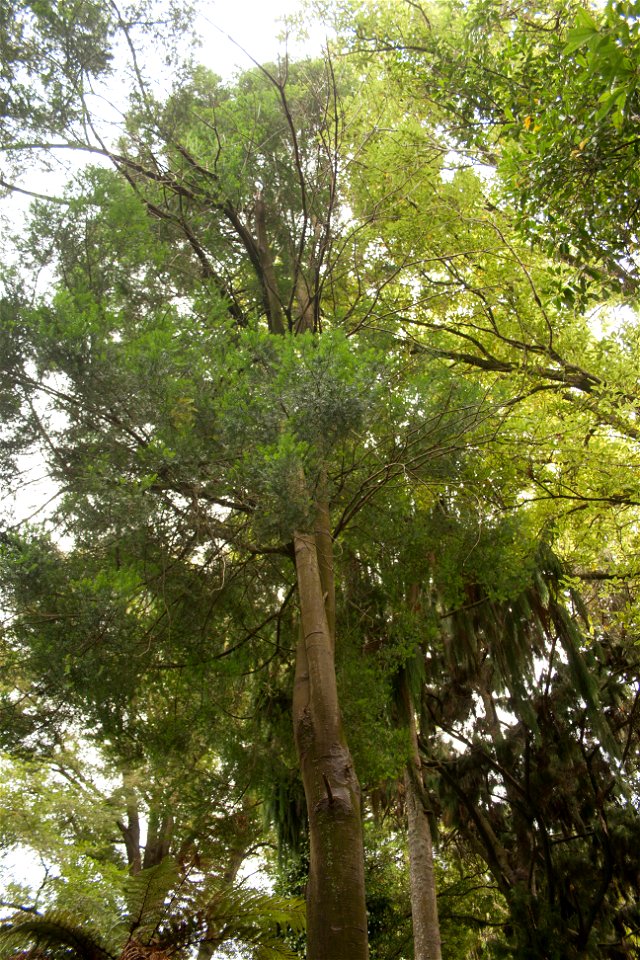 Christchurch Botanic Gardens, New Zealand section, matai treeslabel QS:Len,"Christchurch Botanic Gardens, New Zealand section, matai trees"
label QS:Lhu,"Új-zélandi endemikus matai fák"