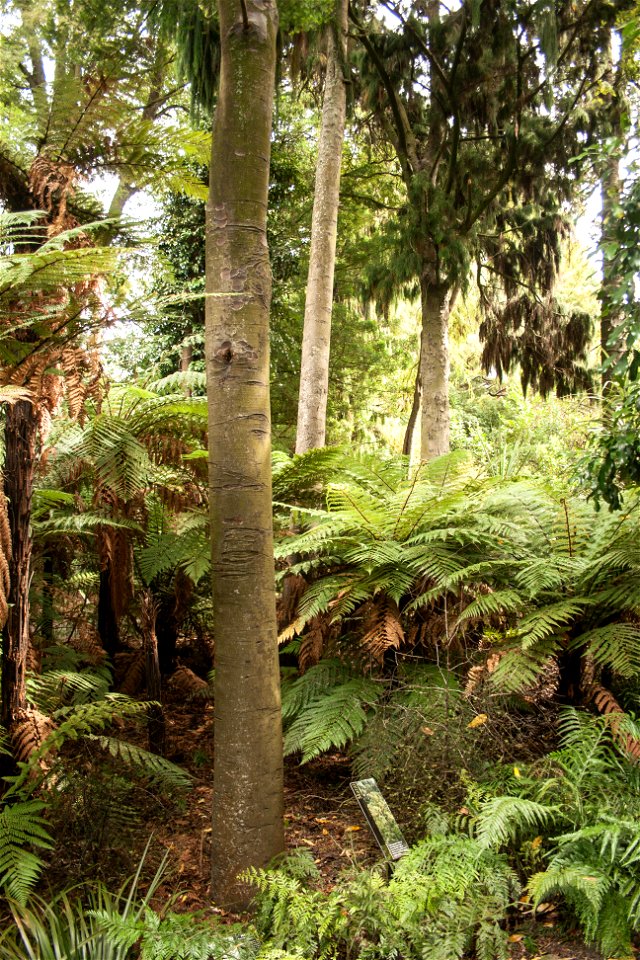 Christchurch Botanic Gardens, New Zealand section, matai treeslabel QS:Len,"Christchurch Botanic Gardens, New Zealand section, matai trees"
label QS:Lhu,"Új-zélandi endemikus matai fák"