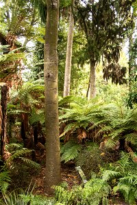 Christchurch Botanic Gardens, New Zealand section, matai treeslabel QS:Len,"Christchurch Botanic Gardens, New Zealand section, matai trees" label QS:Lhu,"Új-zélandi endemikus matai fák" photo