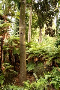 Christchurch Botanic Gardens, New Zealand section, matai treeslabel QS:Len,"Christchurch Botanic Gardens, New Zealand section, matai trees"
label QS:Lhu,"Új-zélandi endemikus matai fák"