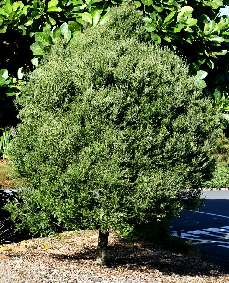 a young Mataī tree, Prumnopitys taxifolia, Podocarpaceae. Endemic to New Zealand. This tree, although small, is adult and has the adult foliage.