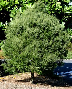 a young Mataī tree, Prumnopitys taxifolia, Podocarpaceae. Endemic to New Zealand. This tree, although small, is adult and has the adult foliage.