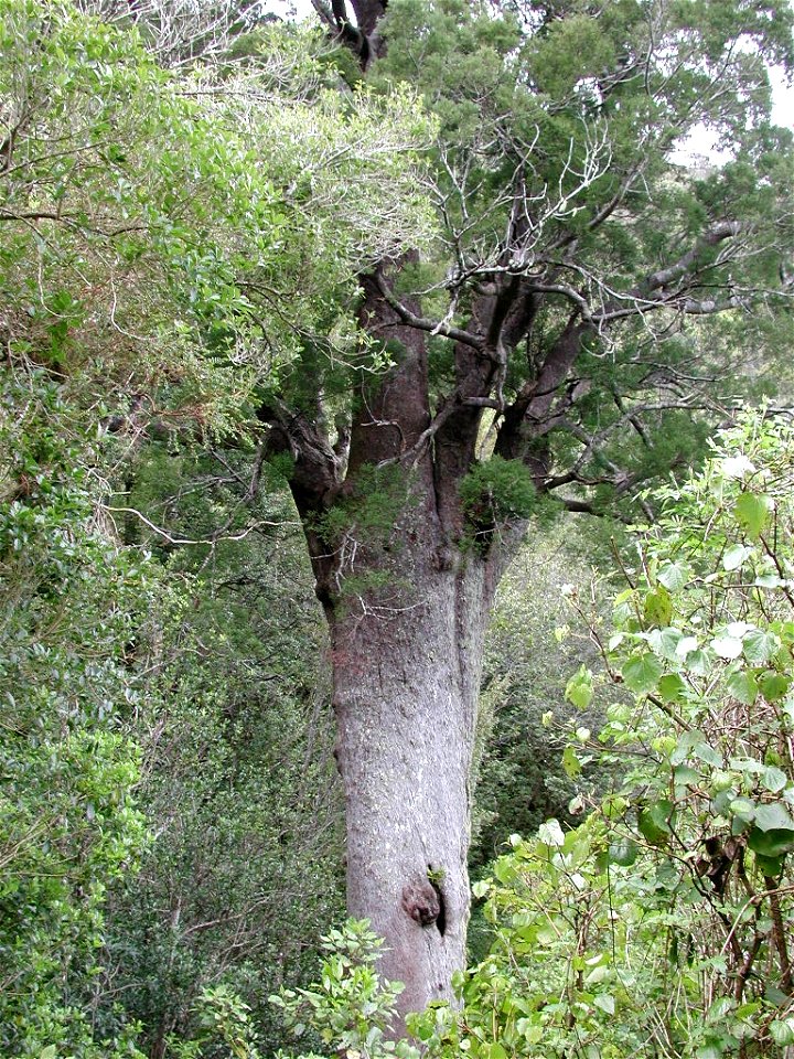 Mareikura (Noble Lady), the oldest known matai tree at approx. 2000 years old - in Happy Valley, near Nelson