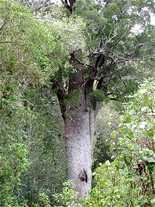 Mareikura (Noble Lady), the oldest known matai tree at approx. 2000 years old - in Happy Valley, near Nelson photo