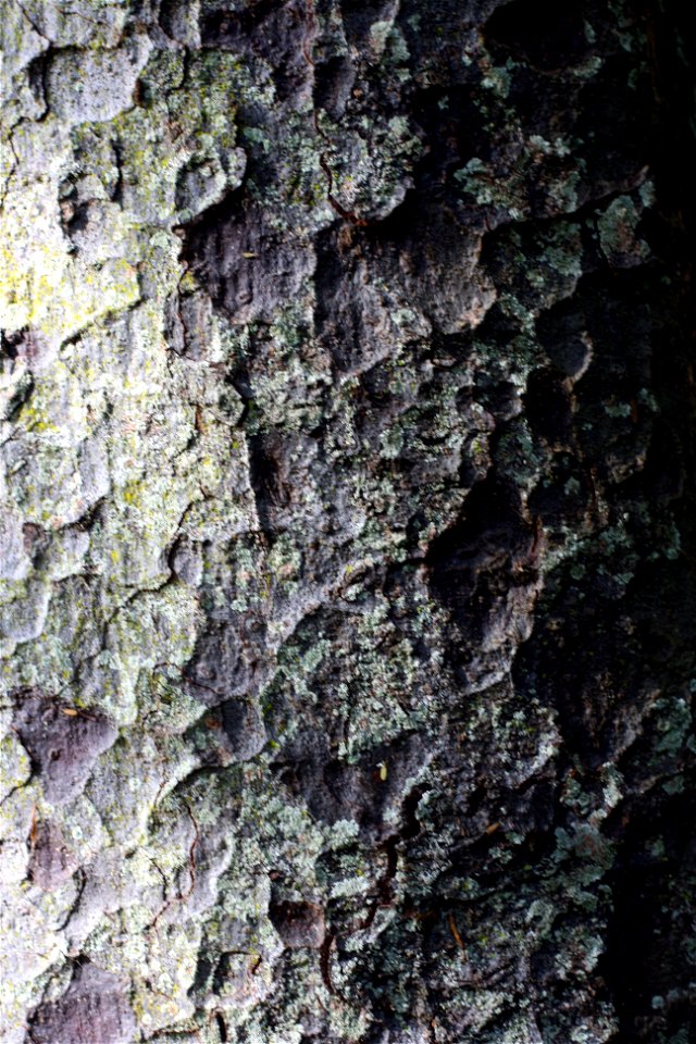 Bark of a Mataī tree, Prumnopitys taxifolia, Podocarpaceae. Endemic to New Zealand. Auckland, New Zealand.
