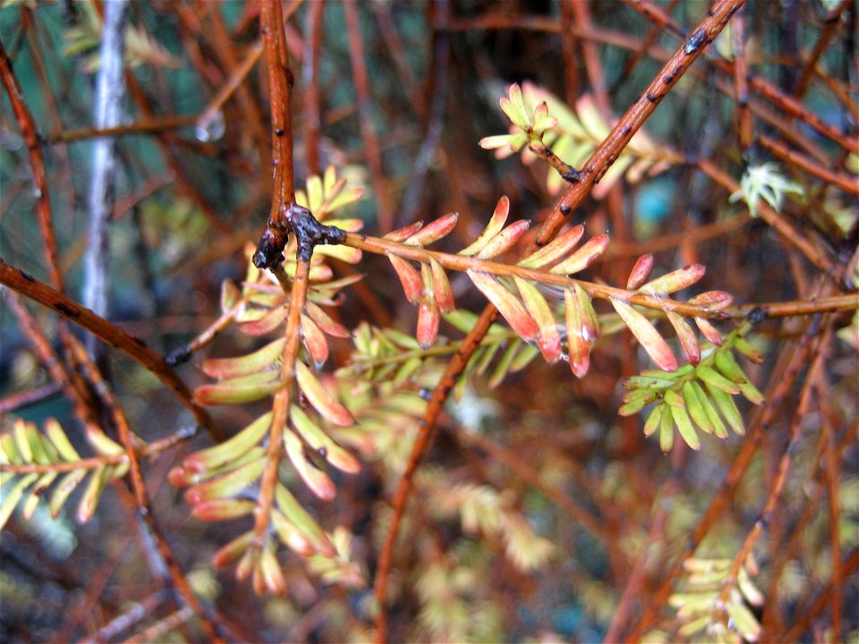 juvenile foliage of a Mataī, Prumnopitys taxifolia, Podocarpaceae. Endemic to New Zealand. The juvenile Mataī is a shrub consisting of a tangle of slender, flexuous, divaricating branchlets interspers