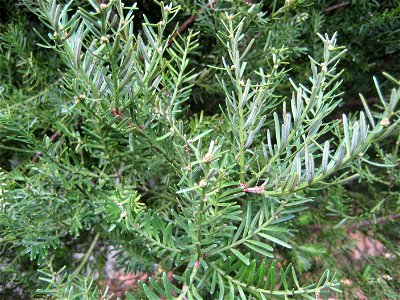 adult foliage of a Mataī, Prumnopitys taxifolia, Podocarpaceae. Endemic to New Zealand. The adult leaves are dark green, somewhat glaucous above, glaucous below, 10-15 x 1-2 mm.