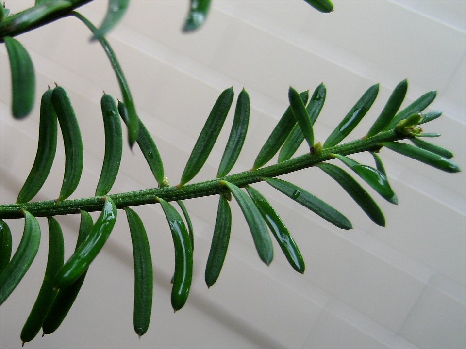 adult foliage of a Mataī, Prumnopitys taxifolia, Podocarpaceae. Endemic to New Zealand. The adult leaves are dark green, somewhat glaucous above, glaucous below, 10-15 x 1-2 mm.