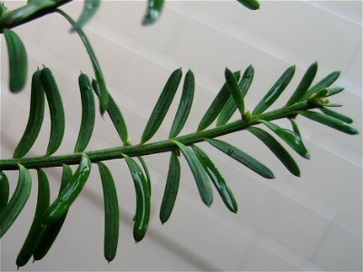 adult foliage of a Mataī, Prumnopitys taxifolia, Podocarpaceae. Endemic to New Zealand. The adult leaves are dark green, somewhat glaucous above, glaucous below, 10-15 x 1-2 mm.