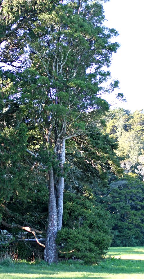 Mataī tree, Prumnopitys taxifolia, Podocarpaceae. Endemic to New Zealand. Auckland, New Zealand.