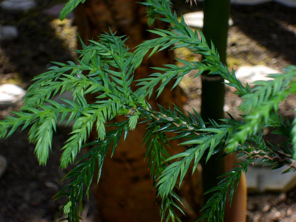 Botanical Garden Copenhagen, Taiwania cryptomerioides, foliage
