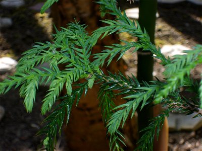 Botanical Garden Copenhagen, Taiwania cryptomerioides, foliage