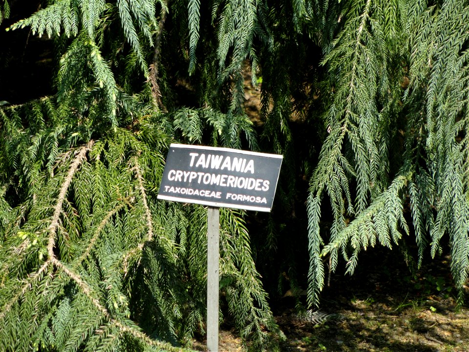 Taiwania cryptomerioides. Botanical specimen on the grounds of the Villa Taranto (Verbania), Lake Maggiore, Italy.
