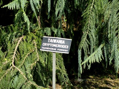 Taiwania cryptomerioides. Botanical specimen on the grounds of the Villa Taranto (Verbania), Lake Maggiore, Italy. photo