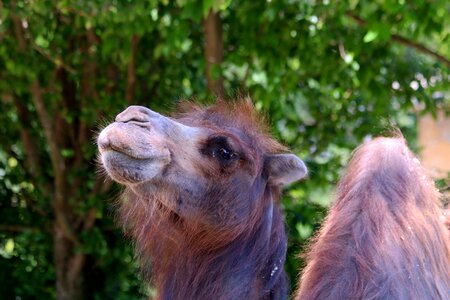 Animal mammal zoo photo