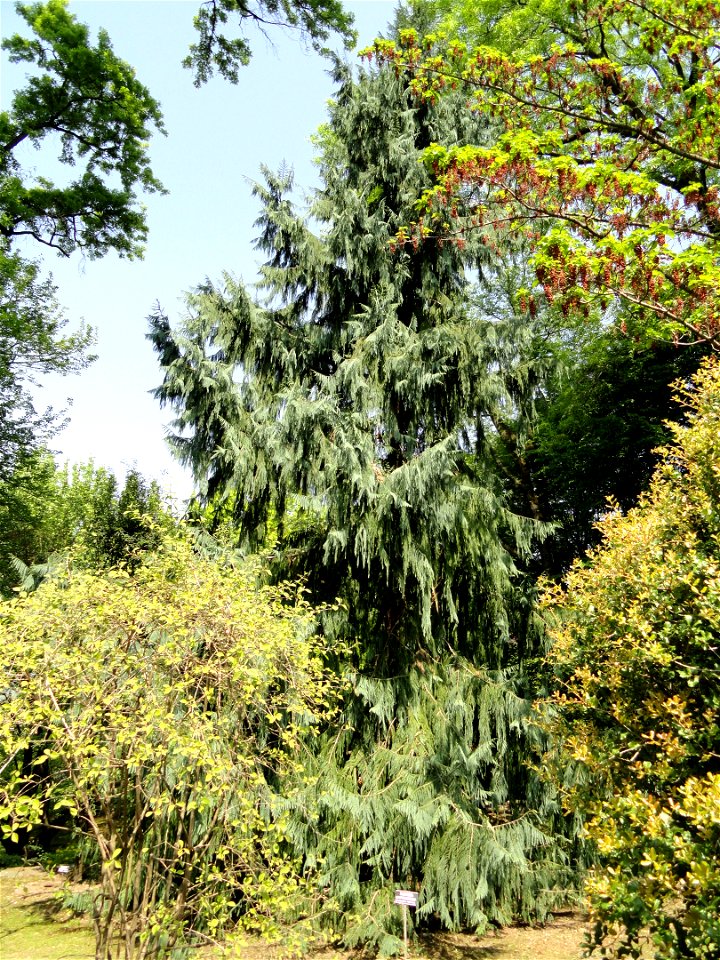 Taiwania cryptomerioides. Botanical specimen on the grounds of the Villa Taranto (Verbania), Lake Maggiore, Italy.