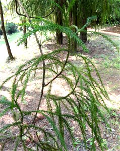 Taiwania cryptomerioides (syn. T. flousiana). Plant specimen in the Kunming Botanical Garden, Kunming, Yunnan, China.