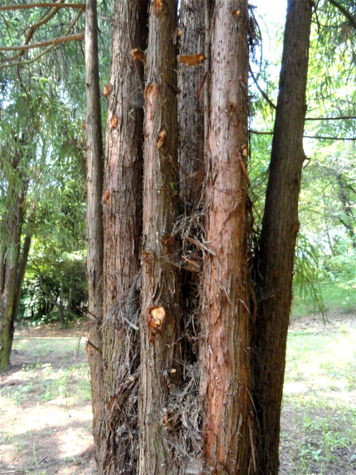 Taiwania cryptomerioides (syn. Taiwania flousiana). Plant specimen in the Kunming Botanical Garden, Kunming, Yunnan, China.
