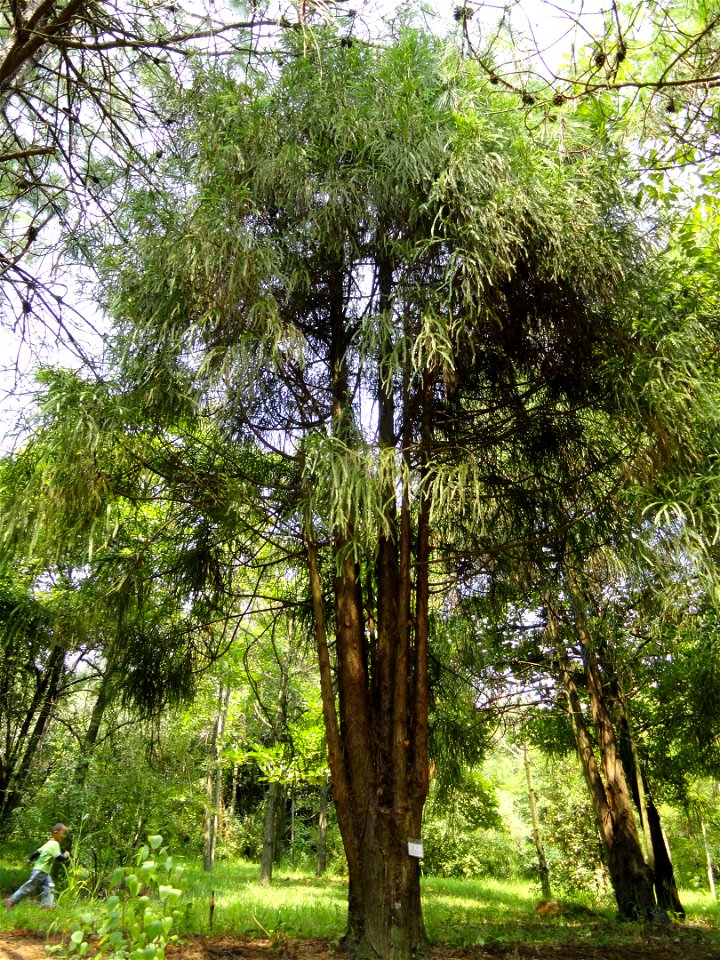Taiwania cryptomerioides (syn. T. flousiana). Plant specimen in the Kunming Botanical Garden, Kunming, Yunnan, China.