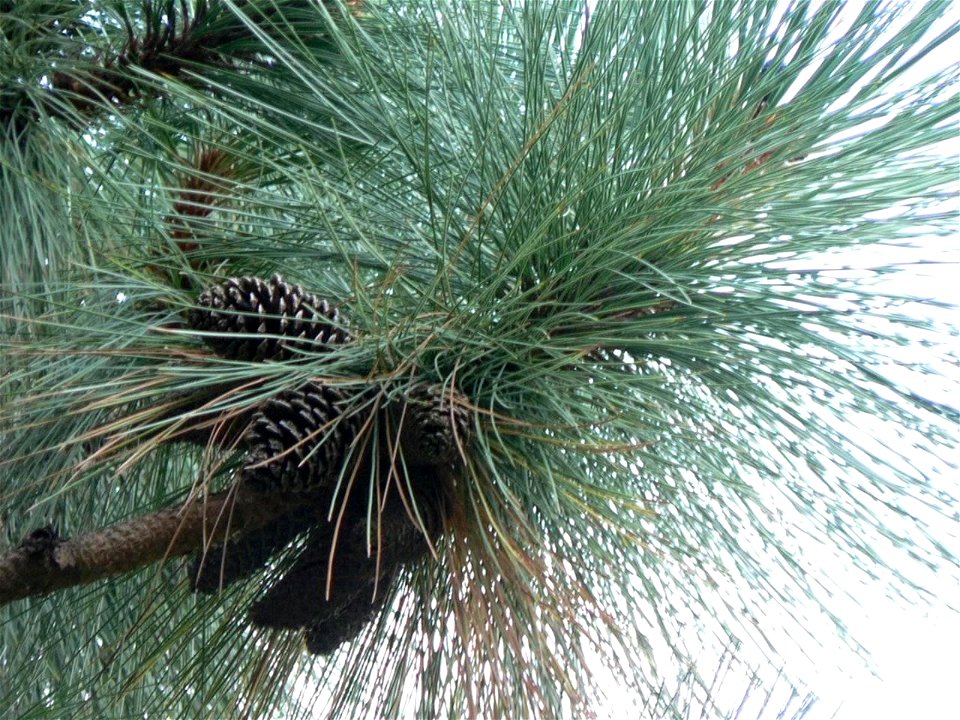Pinus montezumae cones, cultivated, Ayrshire, Scotland