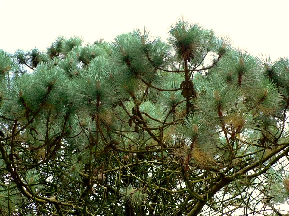 Pinus montezumae, cultivated in Ayrshire, Scotland.