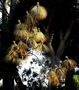 Pinus montezumae at Quail Botanical Gardens in Encinitas, California, USA.