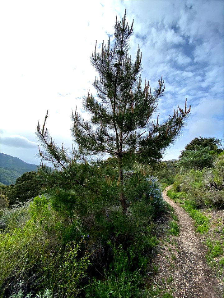 Bishop Pine Pinus muricata, Montaña de Oro State Park, Los Osos, California