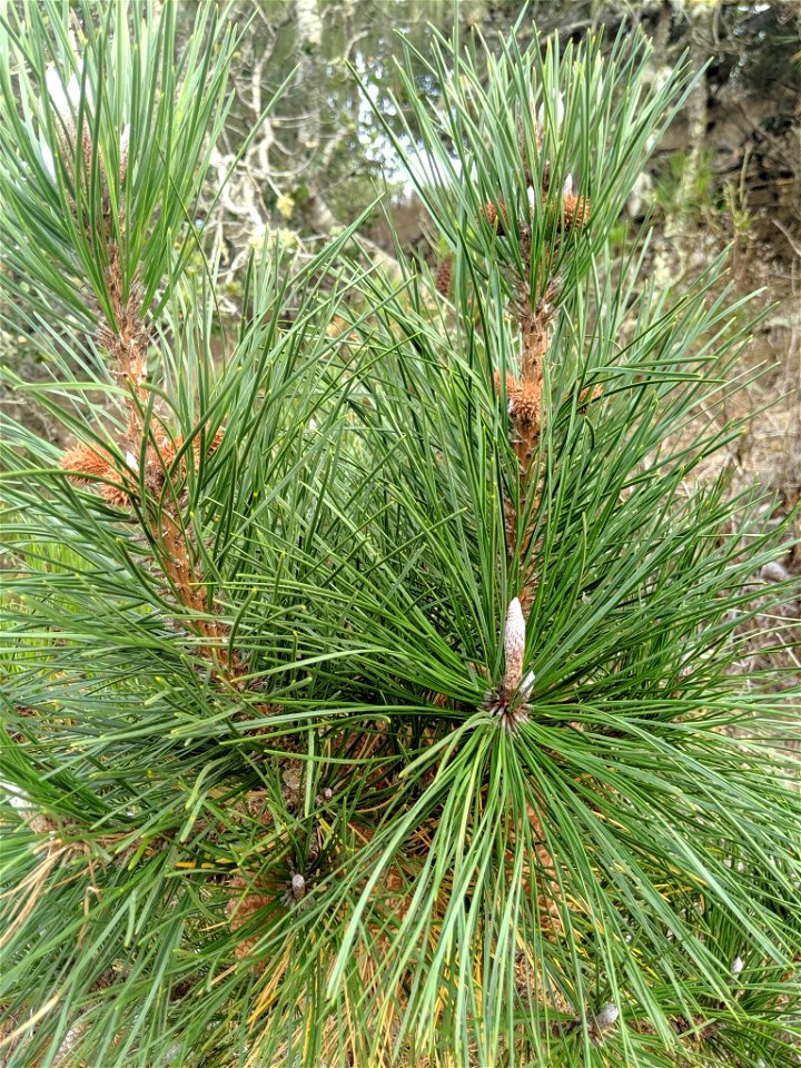 Bishop Pine Pinus muricata, Morro Bay State Park, San Luis Obispo, California