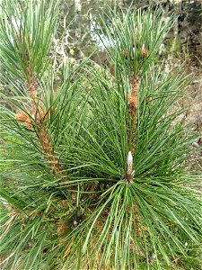 Bishop Pine Pinus muricata, Morro Bay State Park, San Luis Obispo, California