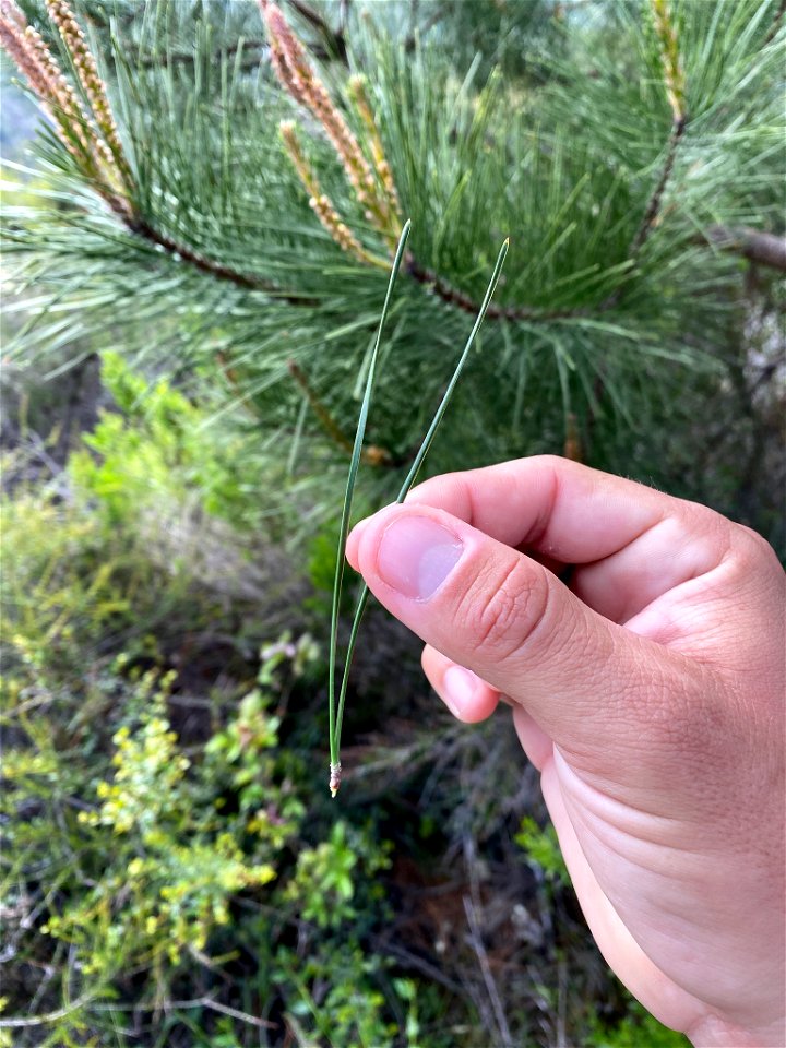 Bishop Pine Pinus muricata, Montaña de Oro State Park, Los Osos, California