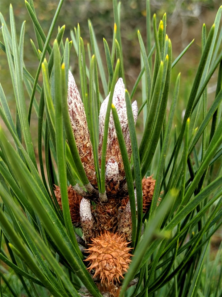 Bishop Pine Pinus muricata, Morro Bay State Park, San Luis Obispo, California