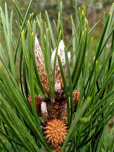 Bishop Pine Pinus muricata, Morro Bay State Park, San Luis Obispo, California