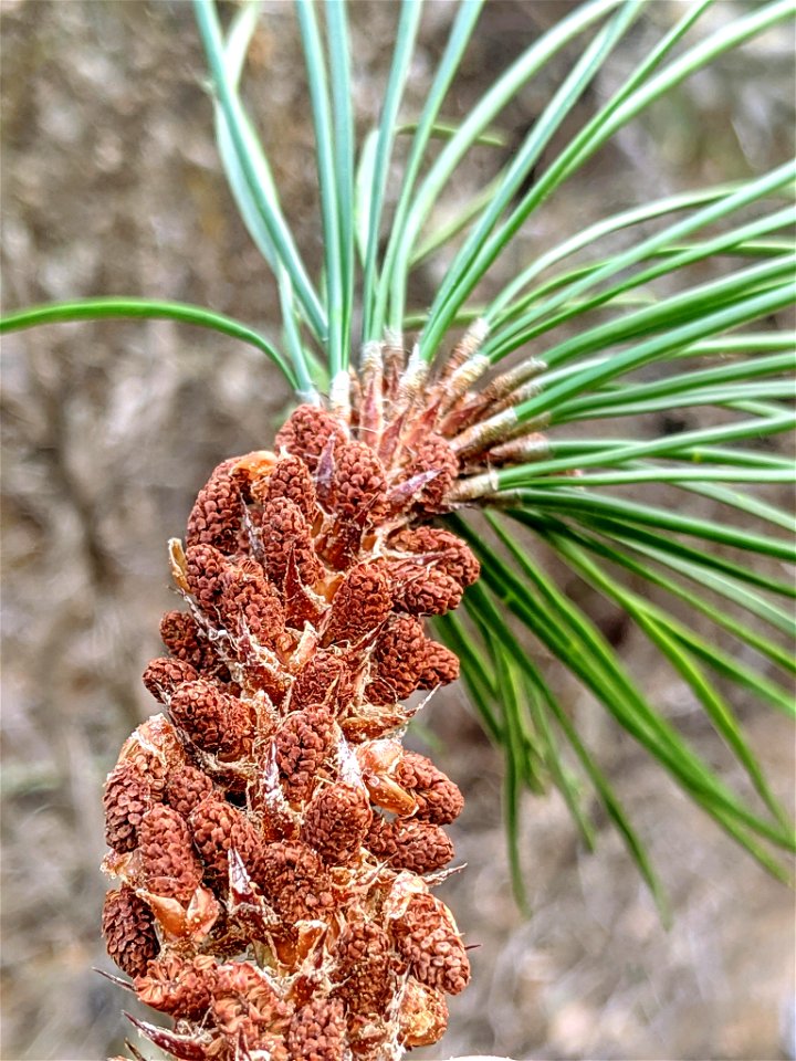 Bishop Pine Pinus muricata, Morro Bay State Park, San Luis Obispo, California