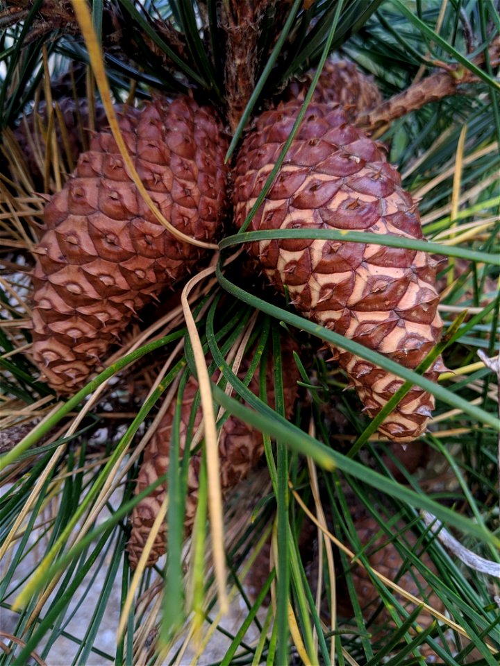 Bishop Pine Pinus muricata, Morro Bay State Park, San Luis Obispo, California