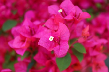 Spring plant pink photo