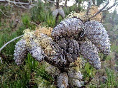 Bishop Pine Pinus muricata, Morro Bay State Park, San Luis Obispo, California