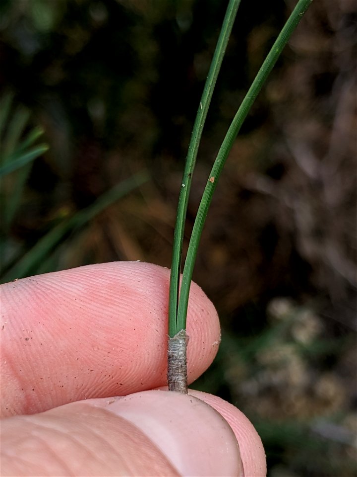 Bishop Pine Pinus muricata, Morro Bay State Park, San Luis Obispo, California