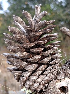 Bishop Pine Pinus muricata, Morro Bay State Park, San Luis Obispo, California