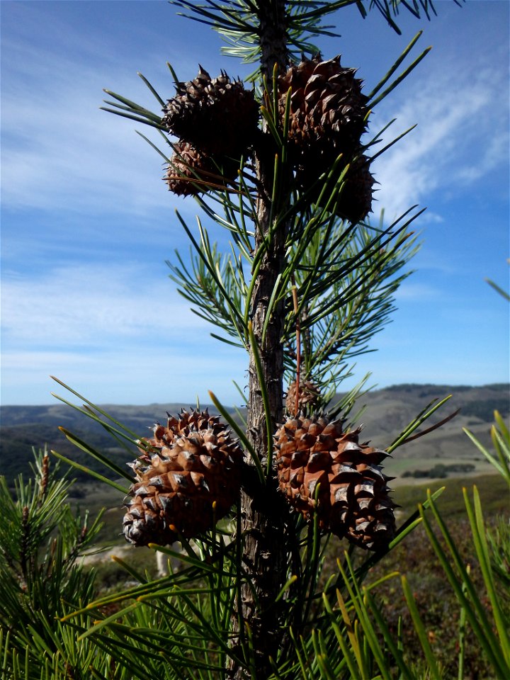 Bishop Pine Pinus muricata, western Santa Ynez Mountains, Santa Barbara, California