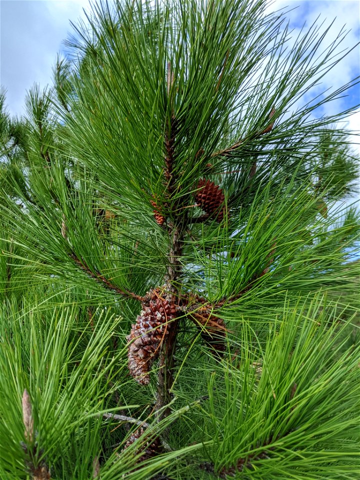 Knobcone Pine Pinus attenuata, San Luis Obispo, California