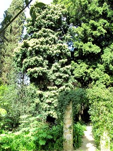 Podocarpus henkelii in the jardin des Serres de la Madone in Menton (Alpes-Maritimes, France). Identified by its botanic label.