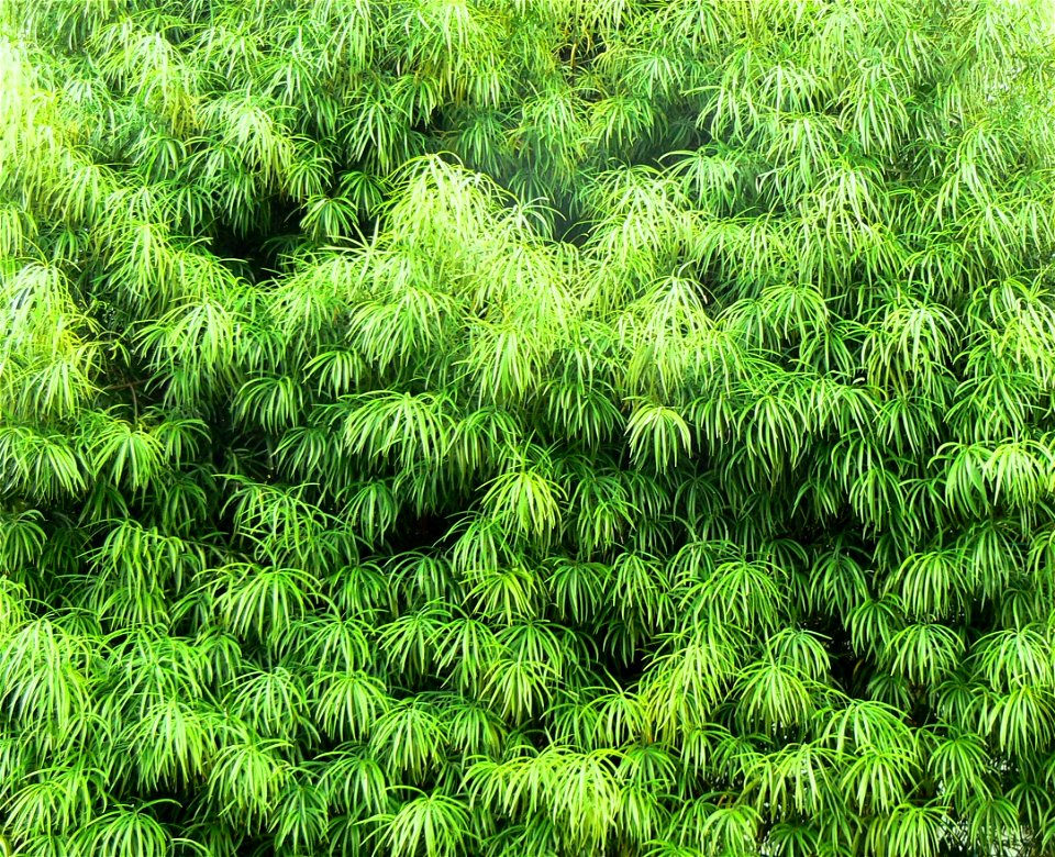 Henkels Yellowwood Podocarpus henkelii foliage, Kirstenbosch botanical gardens, Cape Town, South Africa.