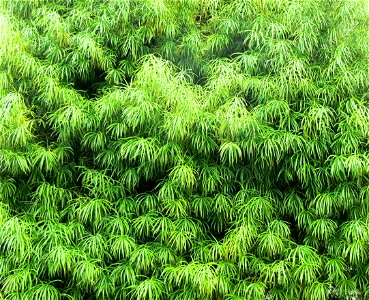 Henkels Yellowwood Podocarpus henkelii foliage, Kirstenbosch botanical gardens, Cape Town, South Africa.