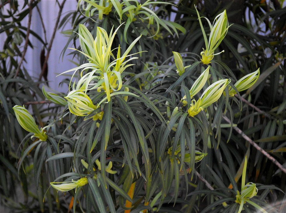 Podocarpus henkelii at the Water Conservation Garden at Cuyamaca College, El Cajon, California, USA. Identified by sign.