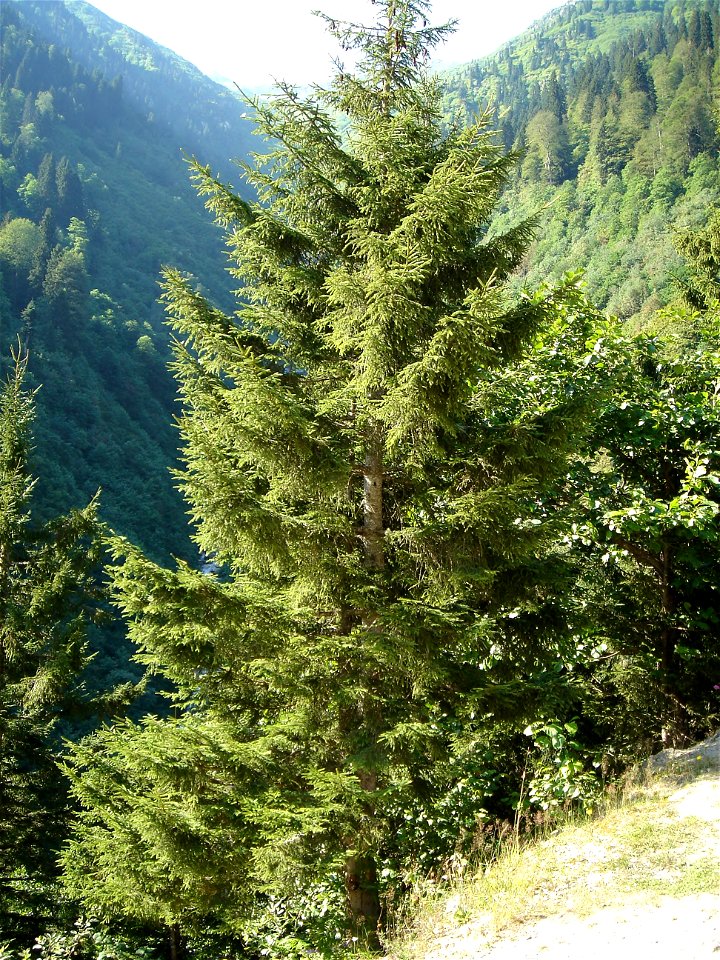 Picea orientalis