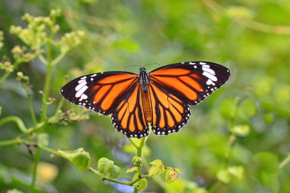 Nature insect wings
