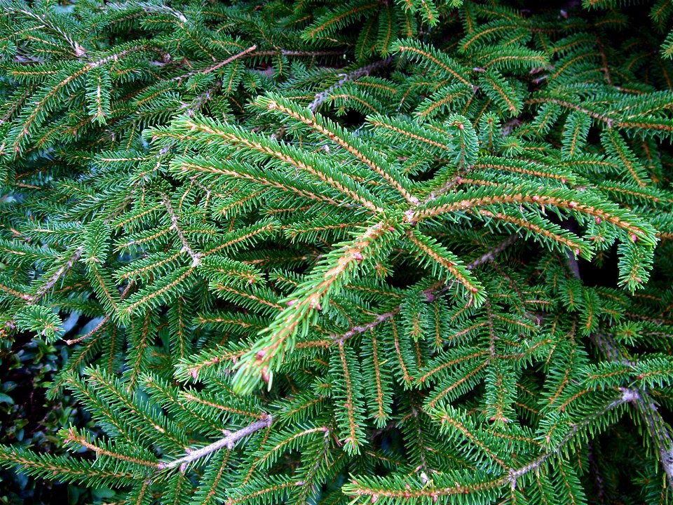 Doğu ladini (Picea orientalis)